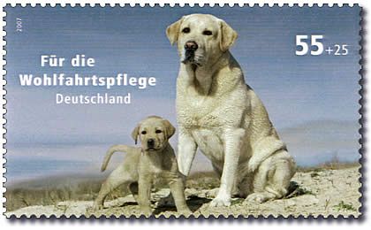 Labrador Retriever (Canis lupus familiaris)