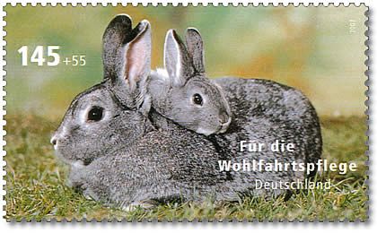 Domestic Rabbit (Oryctolagus cuniculus domesticus)