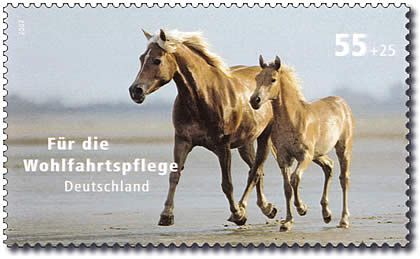 Horse (Equus ferus caballus)