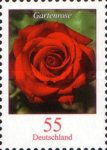 Rosa - Garden Rose