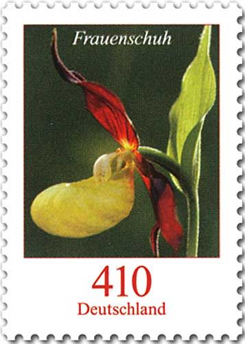Lady's-slipper Orchid (Cypripedium calceolus )