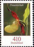 Lady's-slipper Orchid (Cypripedium calceolus )