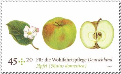 Apple- Malus domestica