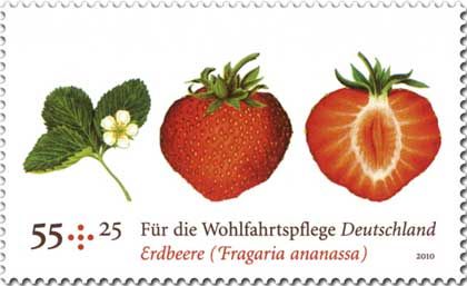 Garden strawberry-Fragaria ananassa