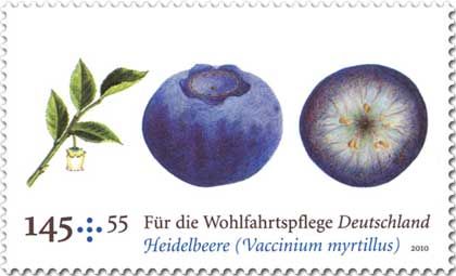 Blueberry-Vaccinium myrtillus