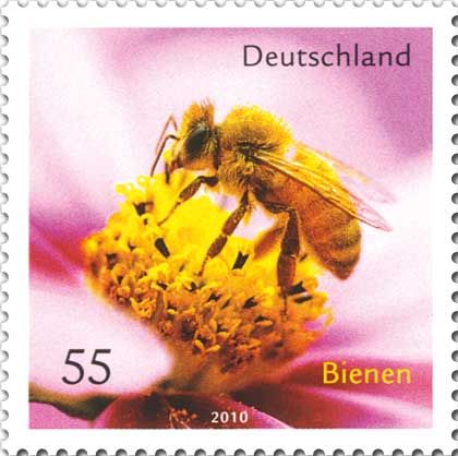 Honey Bee (Apis mellifica)