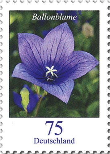 Balloon Flower (Platycodon grandiflorus)