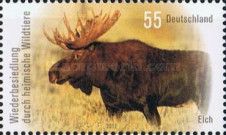 Moose (Alces alces)