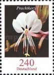 White Gaura (Gaura lindheimeri)