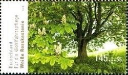White Horse Chestnut