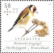 European Goldfinch (Carduelis carduelis)