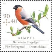 Eurasian Bullfinch (Pyrrhula pyrrhula)