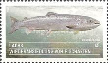 Atlantic  Salmon (Salmo salar)