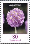 Drumstick Primrose (Primula denticulata)