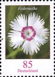 Common Pink (Dianthus plumarius)