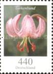 Turk`s cap lily (Lilium martagon)