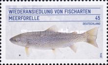 Sea Trout (Salmo trutta trutta)