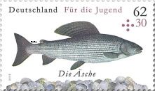 Grayling (Thymallus thymallus)