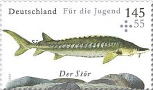 Sturgeon (Acipenser sp.)