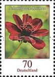 Chocolate Cosmos (Cosmos atrosanguineus)