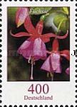 Fuchsia (Fuchsia sp.)