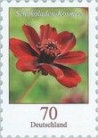 Chocolate Cosmos (Cosmos atrosanguineus)