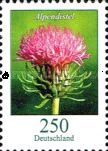 Thistle (Carduus defloratus)