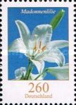 Madonna Lily (Lilium candidum)