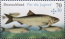 Herring