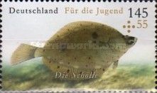 European Plaice (Pleuronectes platessa)