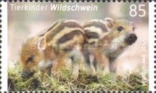 Wild boar (Sus scrofa)