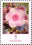 Phlox