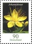 Stinking Tutsan (Hypericum hircinum)