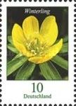 Winter Aconite (Eranthis hyemalis)