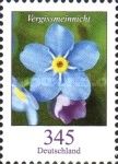Forget-me-not (Myosotis sylvatica)
