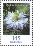 Love-in-a-mist (Nigella damascena)
