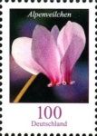 Cyclamen (Cyclamen persicum)