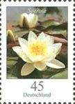 White Water-lily (Nymphaea alba)