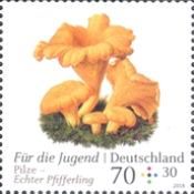 Chanterelle (Cantharellus cibarius)