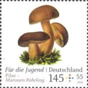 Bay Bolete (Imleria badia)