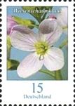 Milkmaids (Cardamine pratensis)