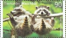 Common Raccoon (Procyon lotor)