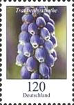 Grape Hyacinth (Muscari)