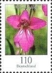 Wild Gladiola (Gladiolus illyricus)