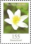 Wood Anemone (Anemone nemorosa)