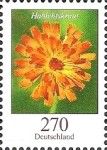 Hawkweed (Pilosella aurantiaca)