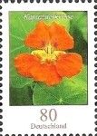 Tropaeolum majus