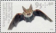 Grey Long-Eared Bat (Plecotus austriacus)