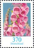 Foxgloves (Digitalis)