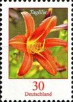 Tiger Daylily (Hemerocallis fulva)